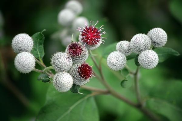 Filzige Klette von Isabella Oberle