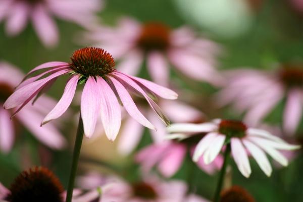 Sonnenhut von Isabella Oberle