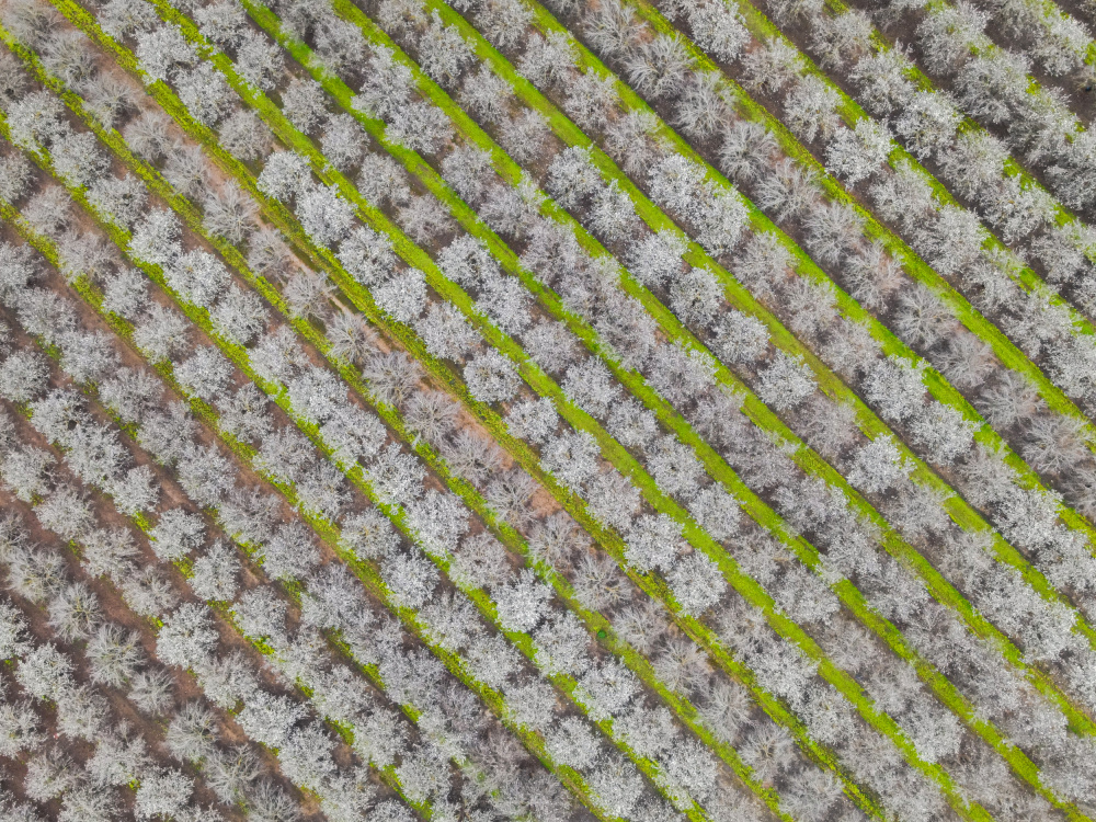 blossom time  green lines von Isam Telhami