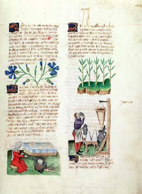 Ms Lat 993 L.9.28 Fol.142r Cornflowers, making pancakes, sugar cane and making sugar syrup, from 'Tr