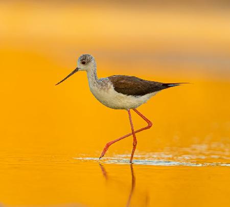 The magic of sunrise