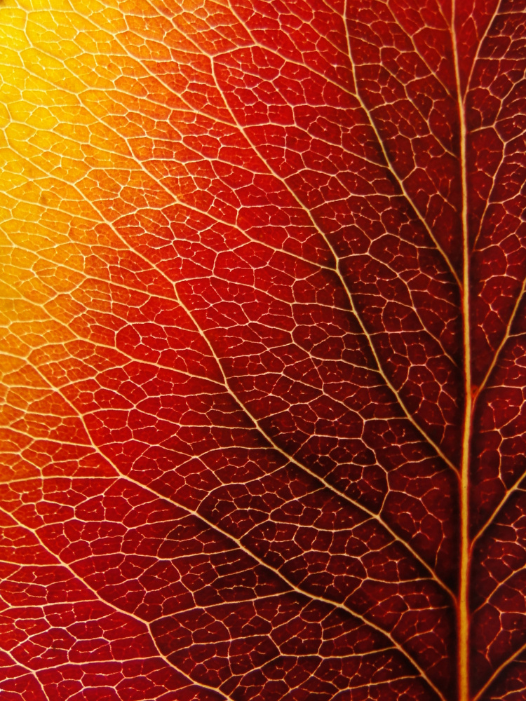Autumn Leaf von Ivan Lesica