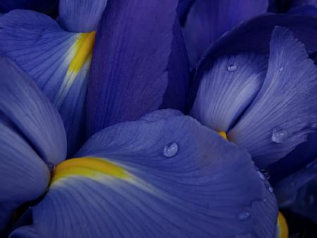Irises