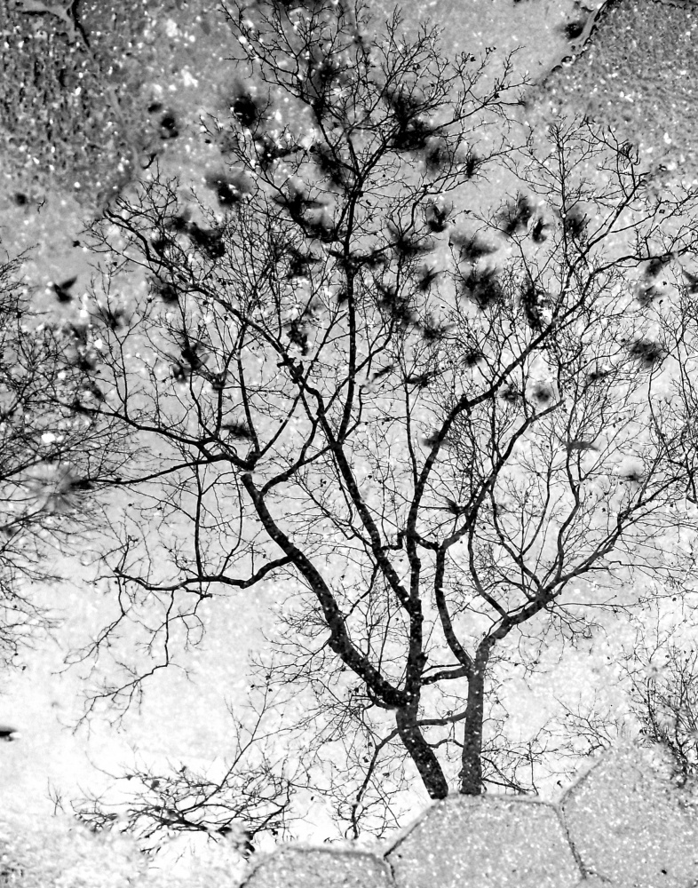 Pigeons in Flight von Ivan Lesica