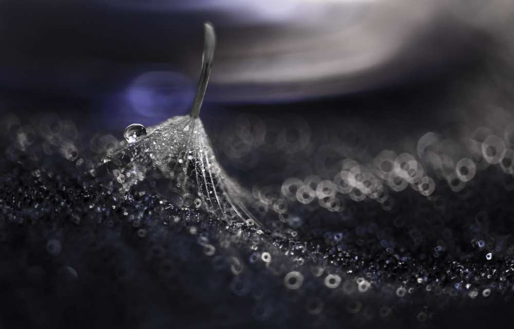 Dandelion von Ivelina Blagoeva