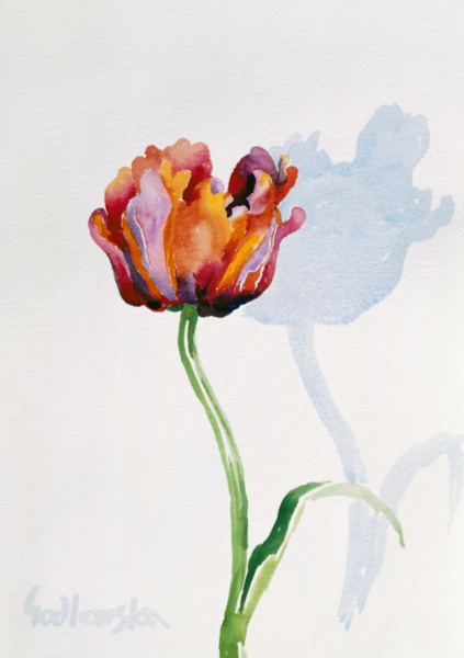 Tulip von Izabella  Godlewska de Aranda