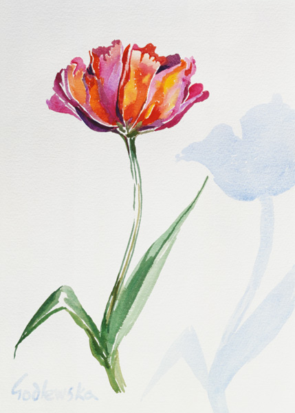 Tulip von Izabella  Godlewska de Aranda