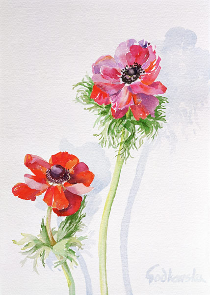 Anemone, 1998 (w/c on paper) (see 124451)  von Izabella  Godlewska de Aranda