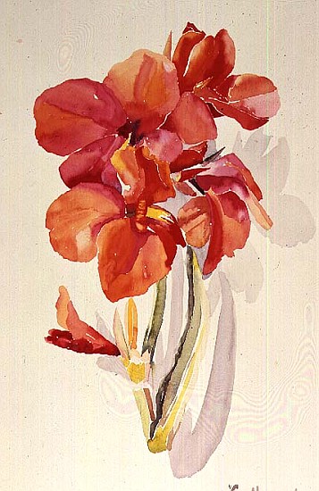 No.20 Canna maron, 1969 (w/c)  von Izabella  Godlewska de Aranda