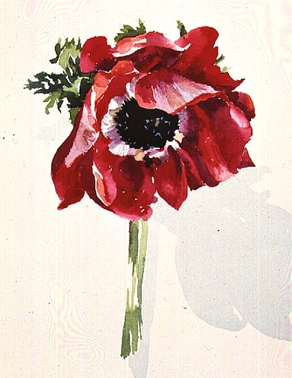 No.26 Red Anemone (w/c)  von Izabella  Godlewska de Aranda