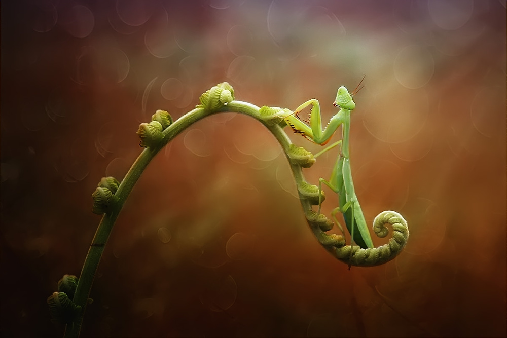 Relaxing mantis von Izhar Ramadhan