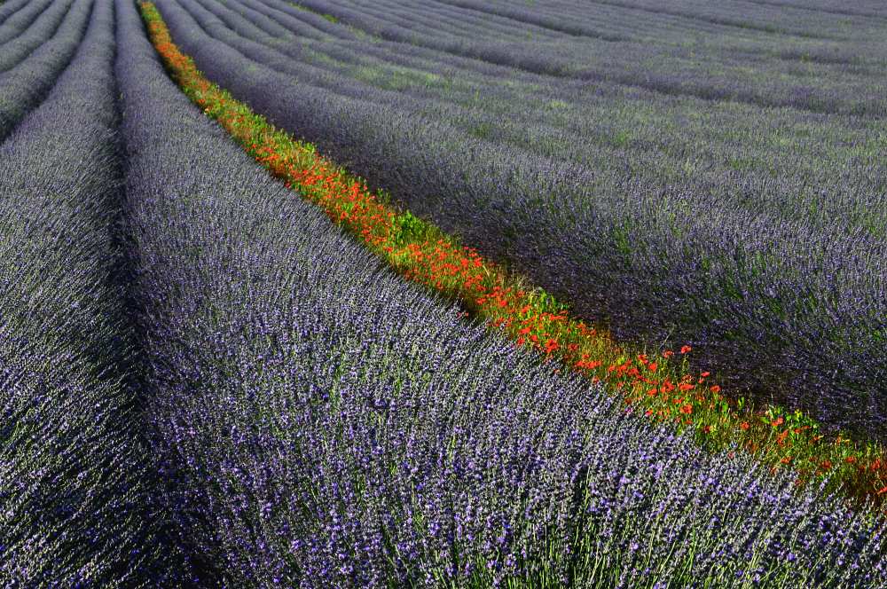 Red line von Izidor Gasperlin