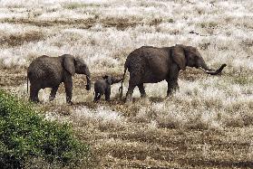 Elefantenfamilie, Tansania