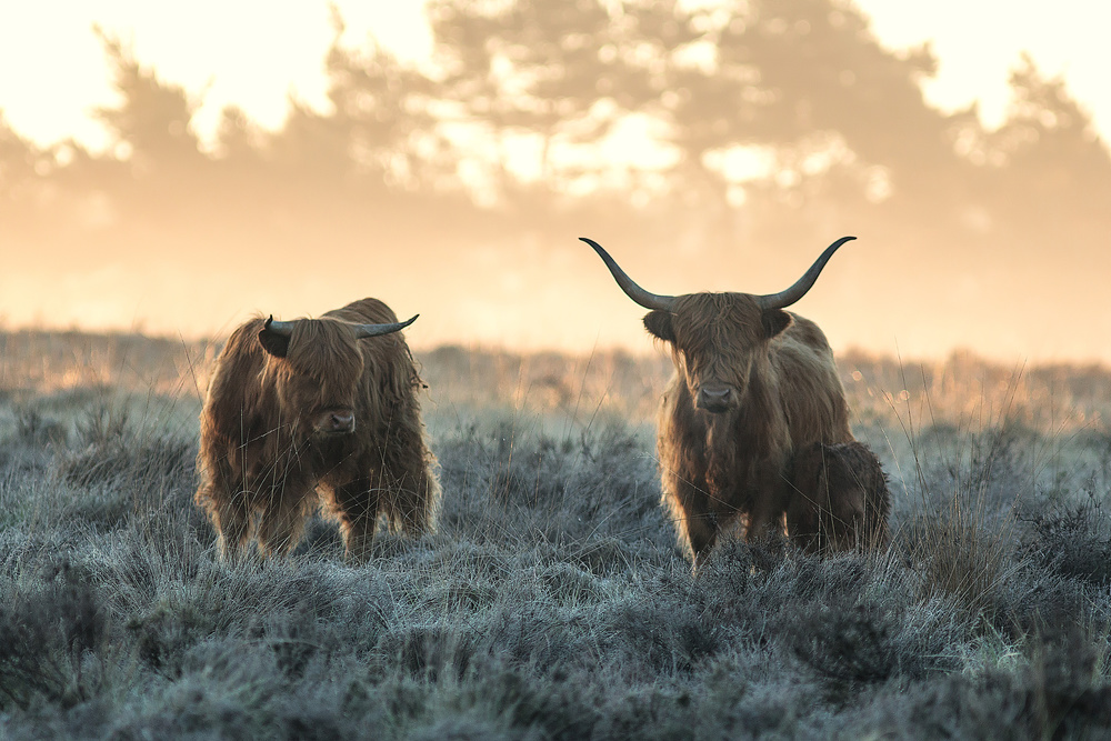 Three Highlanders von Jaap van den Helm