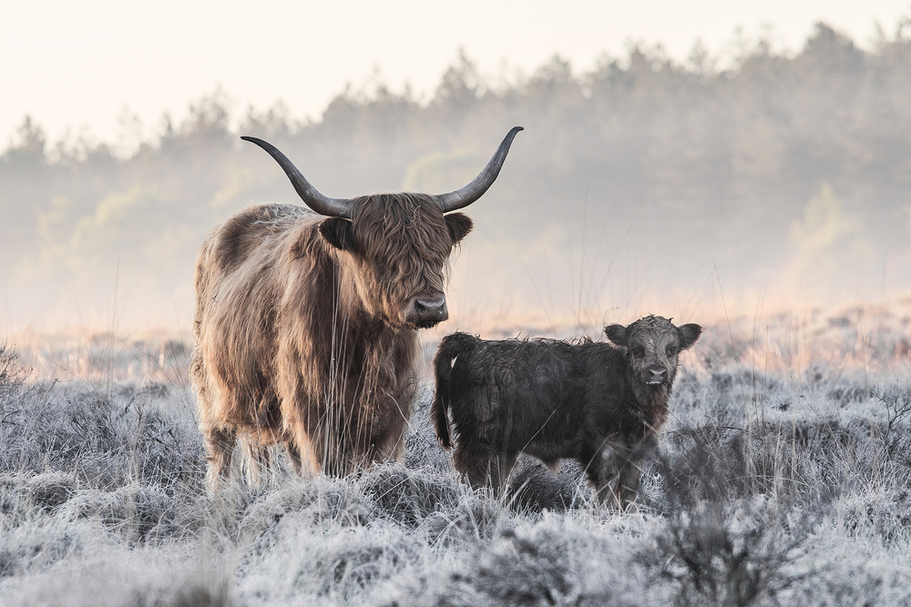 Highlander and Calf von Jaap van den Helm