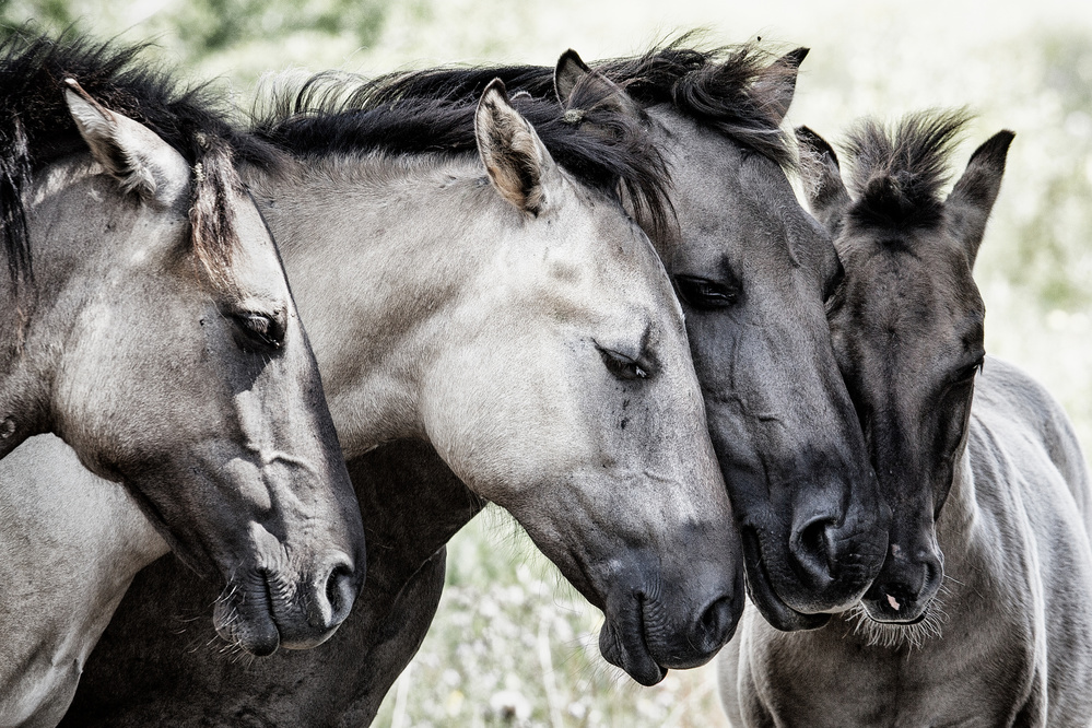 Four Konik Horses von Jaap van den Helm