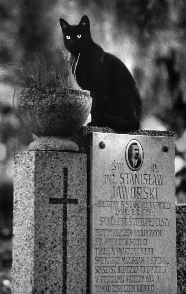 Incarnation - from "Kittysnaps von Jacek Stefan