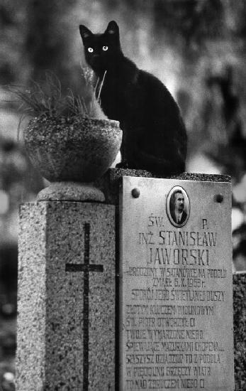 Incarnation - from &quot;Kittysnaps