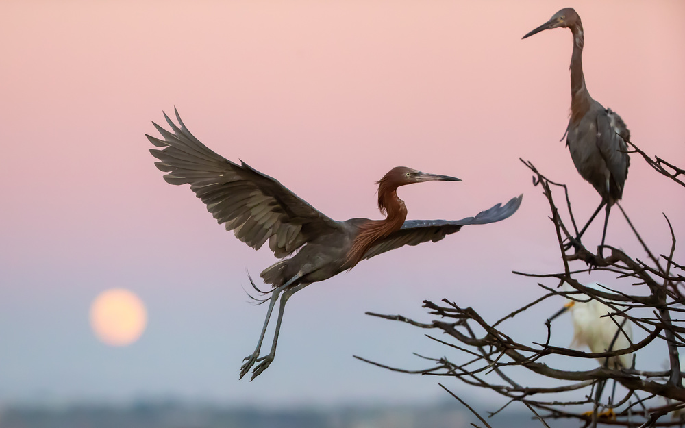flying in pink evening von Jack Zhang