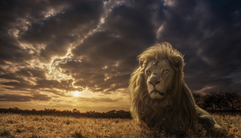 Adventures on Savannah - The Lion King von Jackson Carvalho
