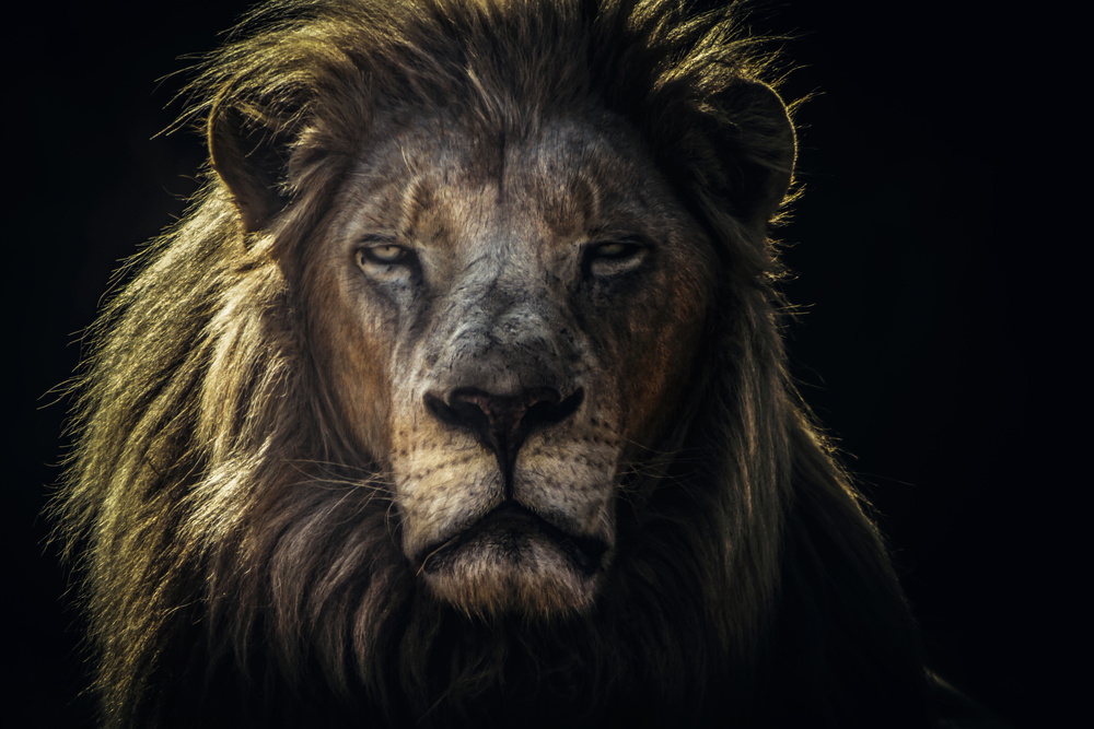 Face to Face von Jackson Carvalho