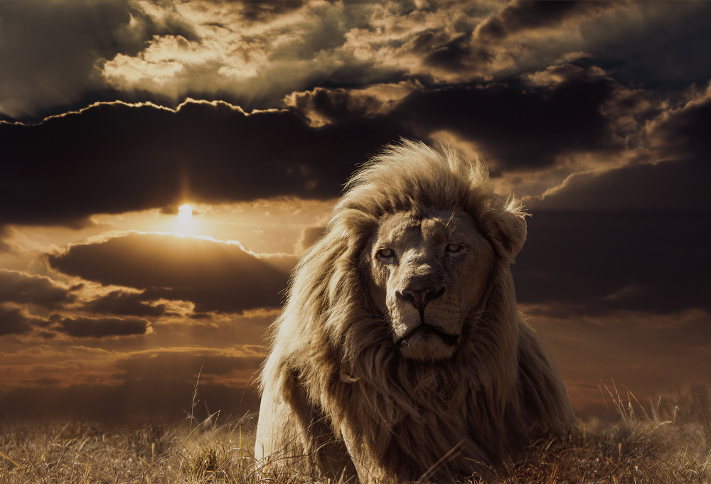 The Majesty of Savannah von Jackson Carvalho