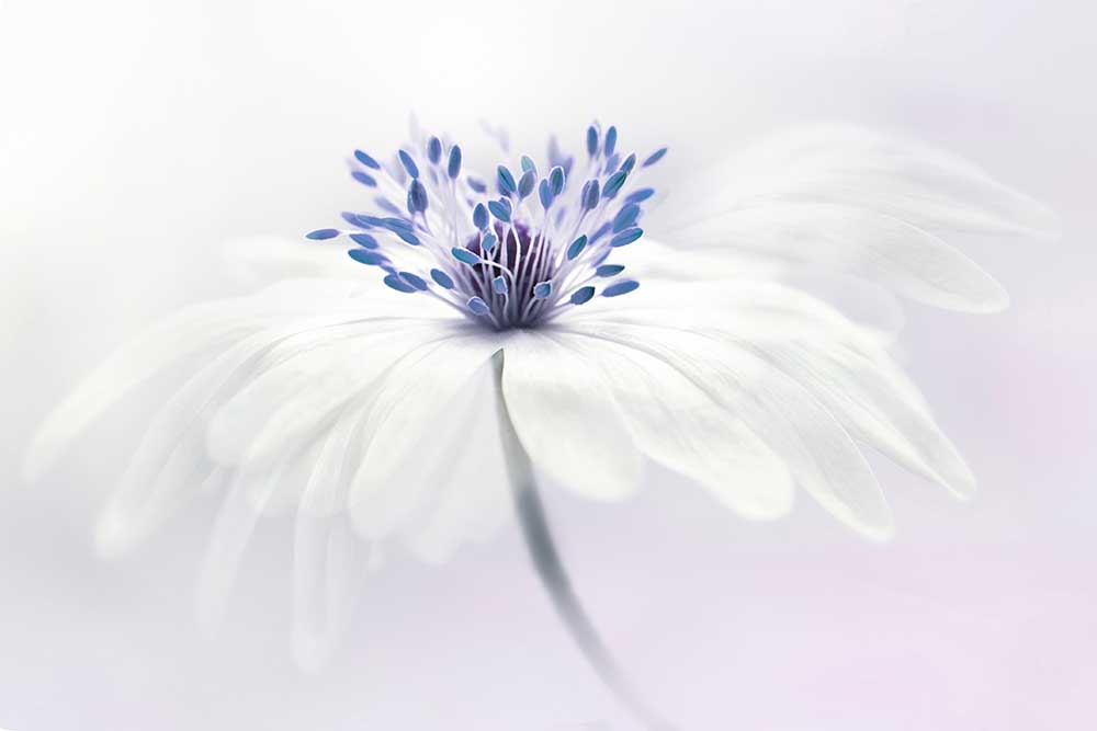 Anemone Blanda von Jacky Parker