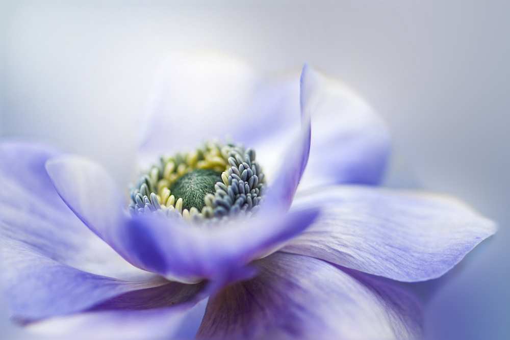 Anemone De Caen von Jacky Parker