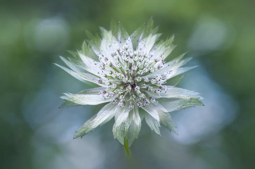 Astrantia von Jacky Parker