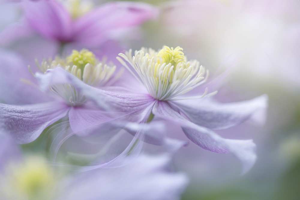 Clematis 'Mayleen' von Jacky Parker