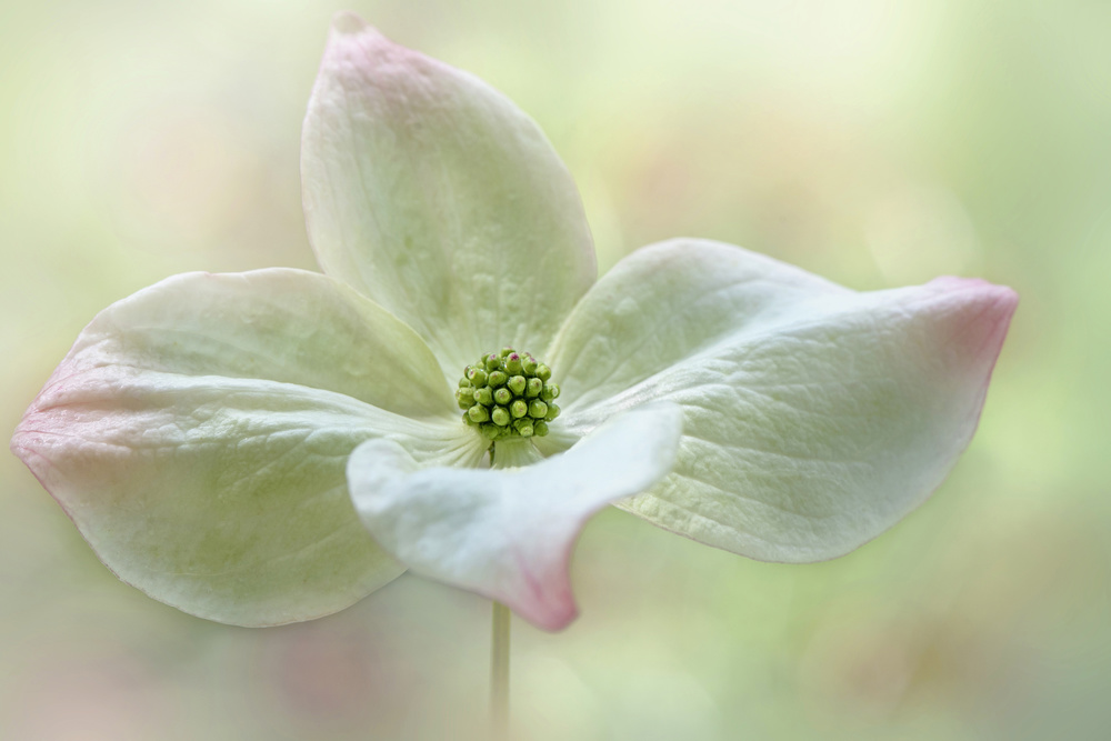 Cornus Kousa von Jacky Parker