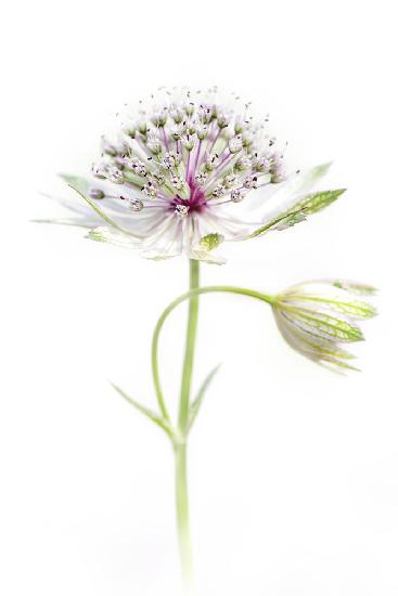 Simply Astrantia