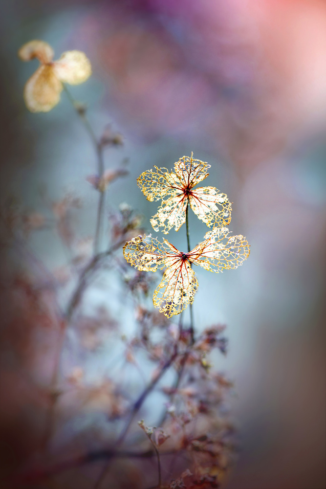 Simple Nature von Jacky Parker