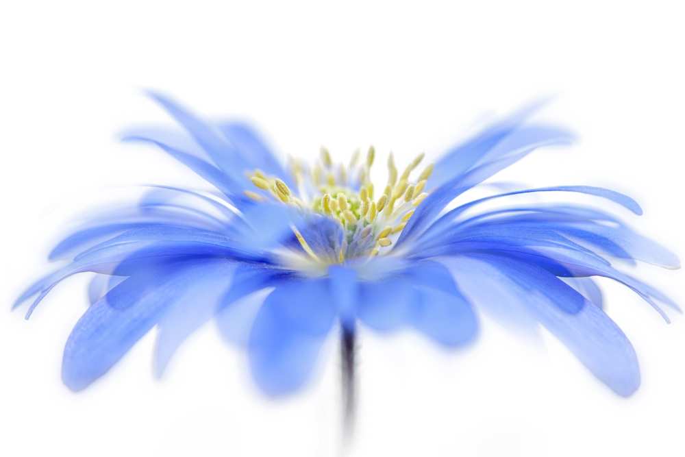 Floral Fountain von Jacky Parker