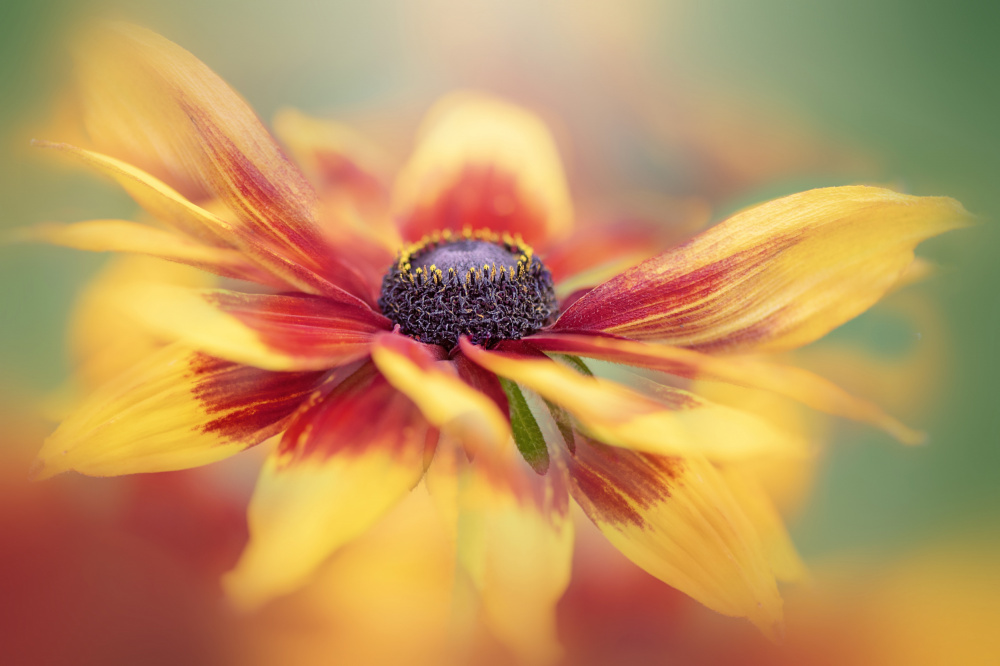 Vibrance von Jacky Parker