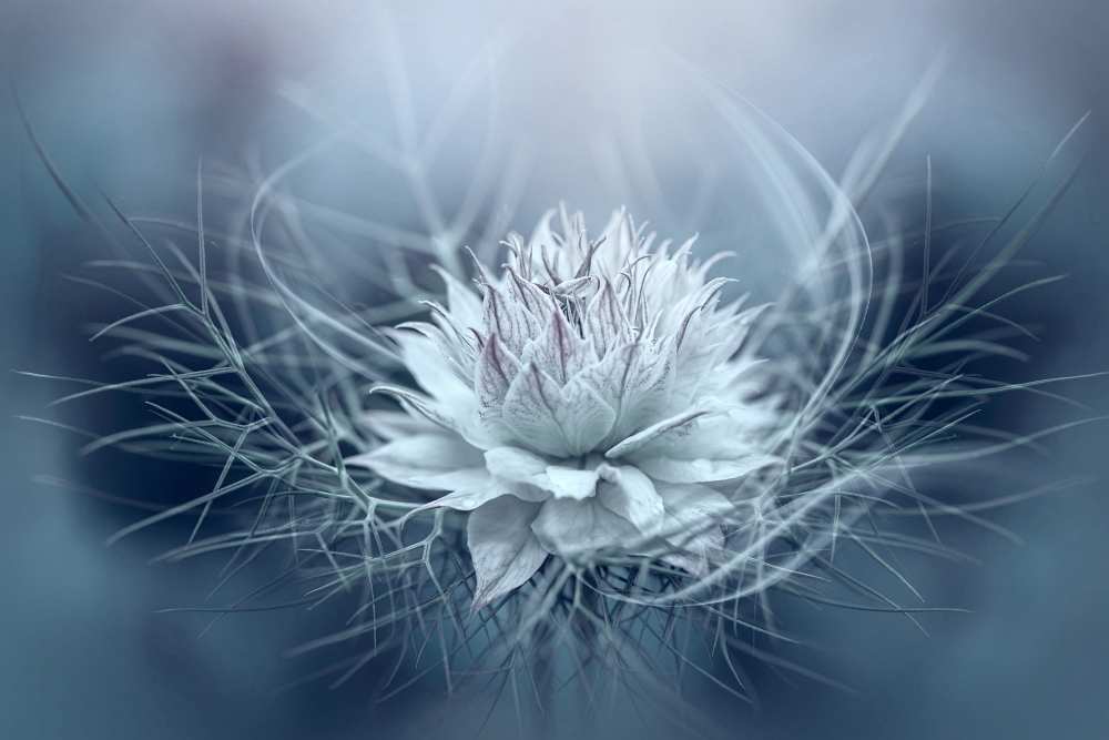 Love-in-a-mist von Jacky Parker