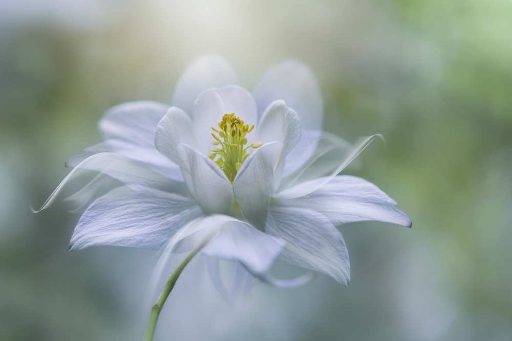 Purity von Jacky Parker