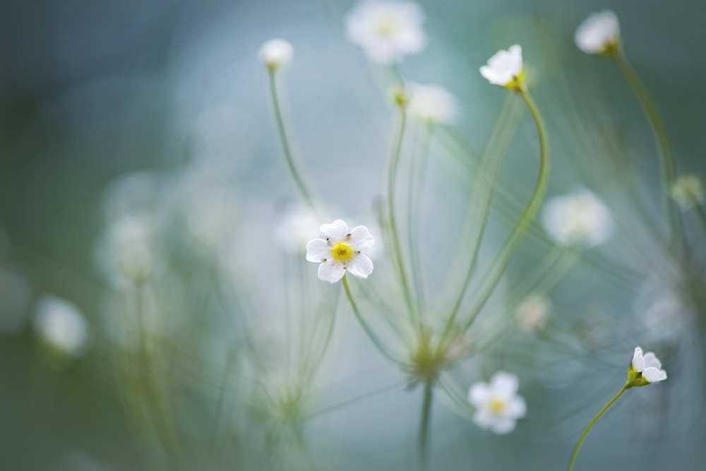 Rock Jasmine von Jacky Parker