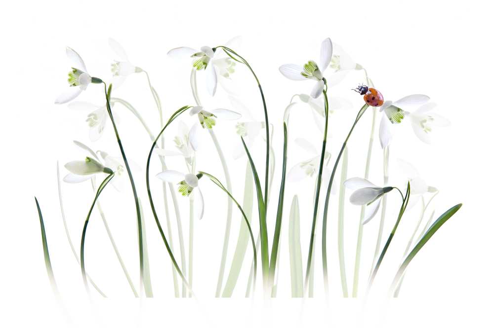 S P R I N G  Lady von Jacky Parker