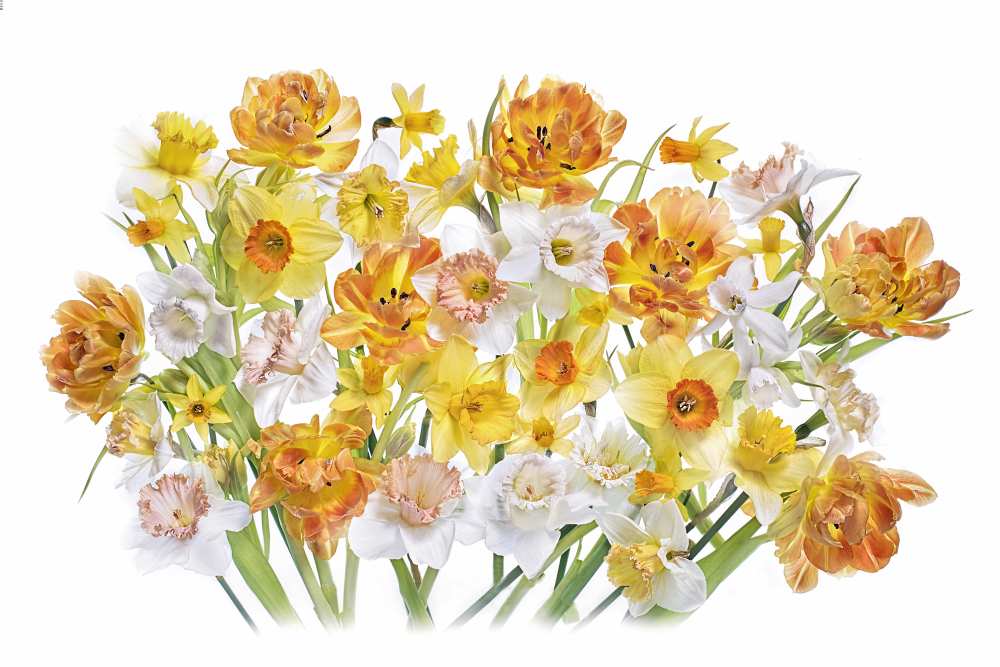 Spirited von Jacky Parker