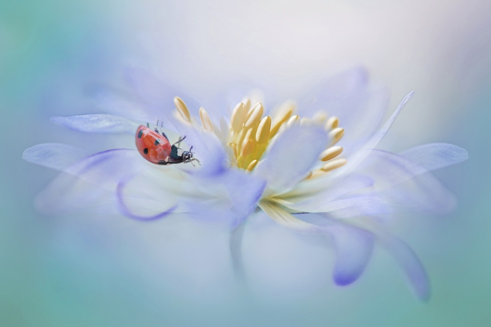 Windflower Lady von Jacky Parker
