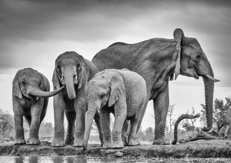 A Giant Unity von Jaco Marx