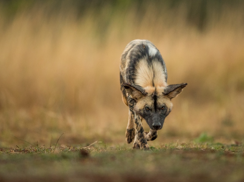 Painted Dog Stalk von Jaco Marx