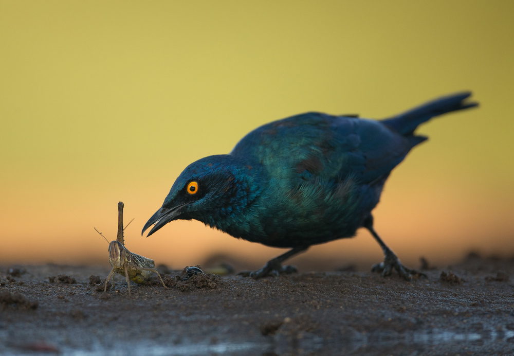 LUNCH IS SERVED von Jaco Marx