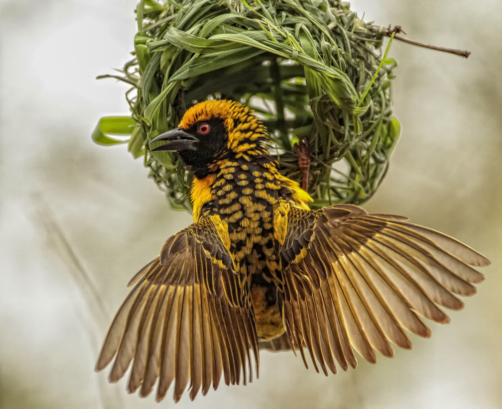 The Builder von Jaco Marx