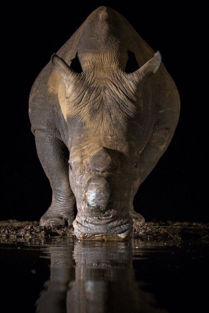 DINO DRINK von Jaco Marx