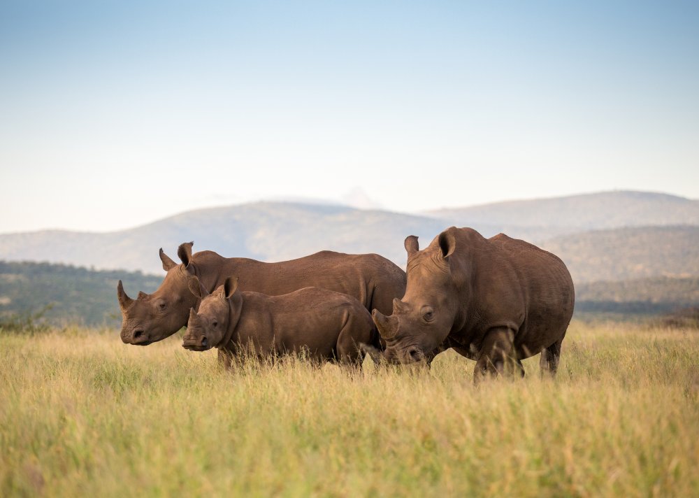 DINO COMPOSITION von Jaco Marx