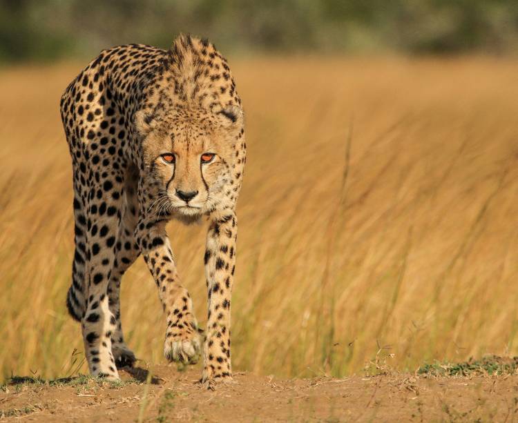 Focused intensity von Jaco Marx