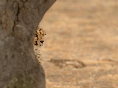Cheetah hiding