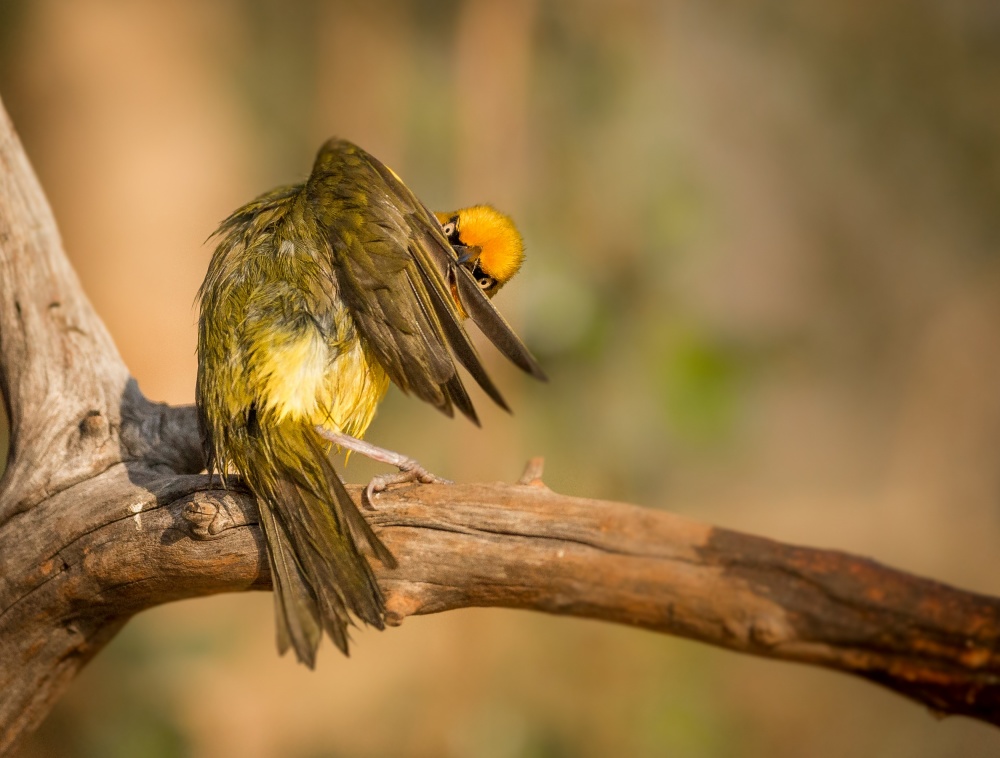 Grooming von Jaco Marx